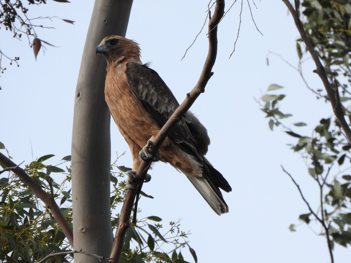 Little Eagle - ML634926064