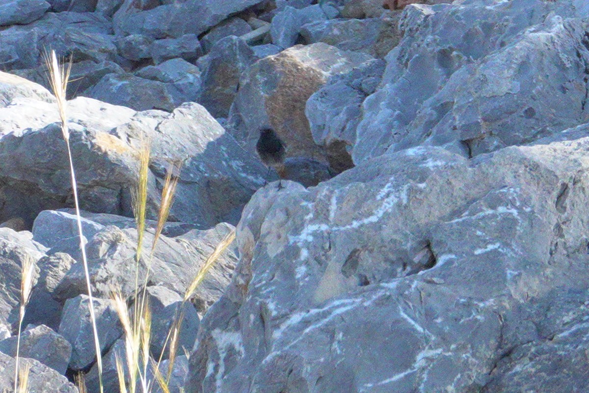 Black Redstart - ML634926081