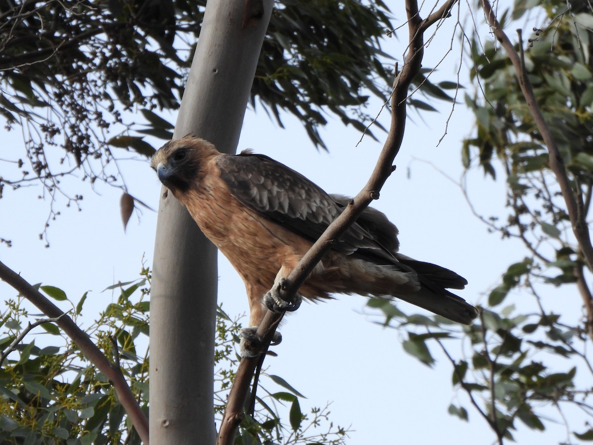 Little Eagle - ML634926084