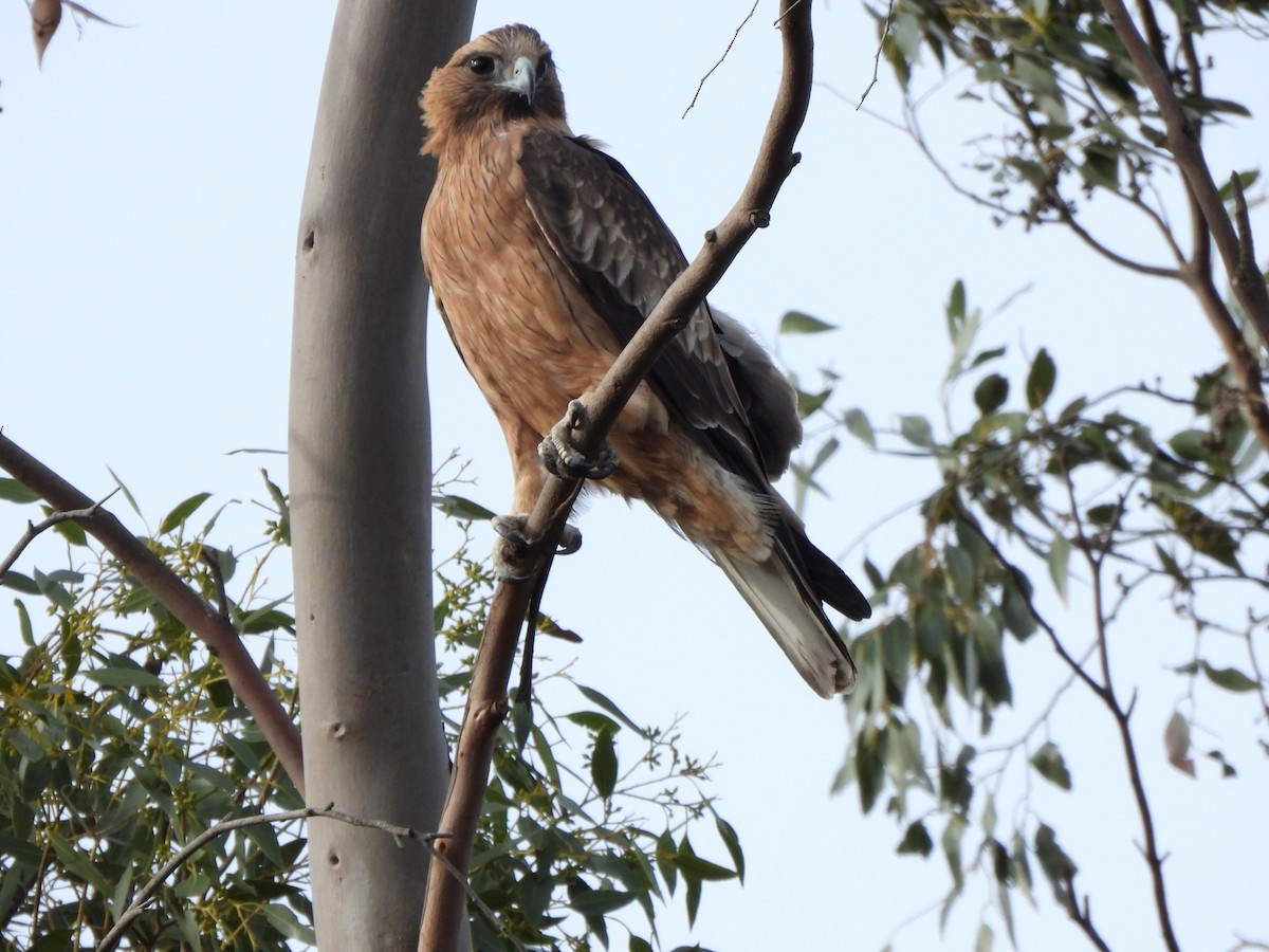 Little Eagle - ML634926105