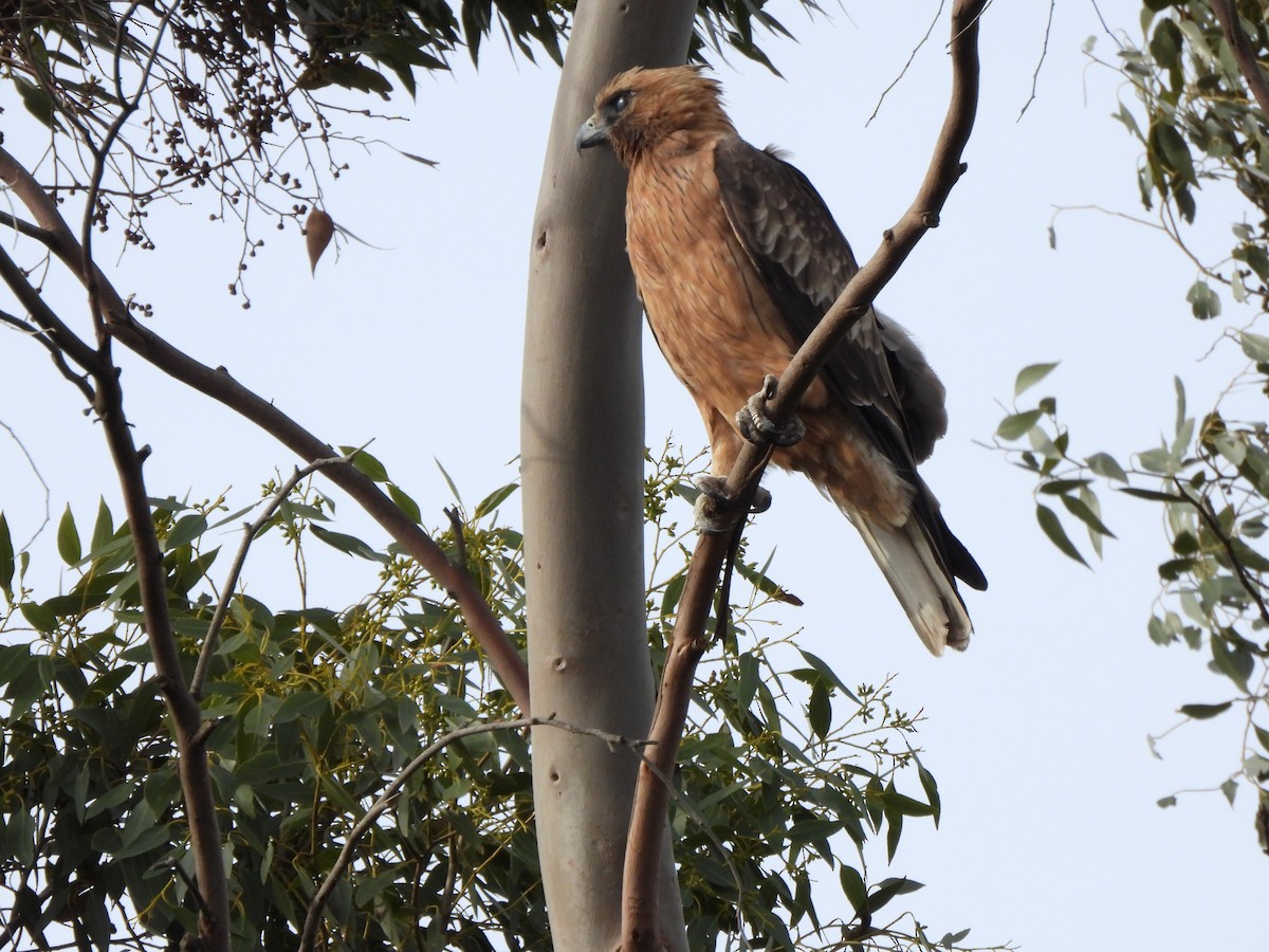 Little Eagle - ML634926123