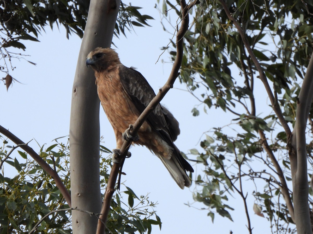 Little Eagle - ML634926144