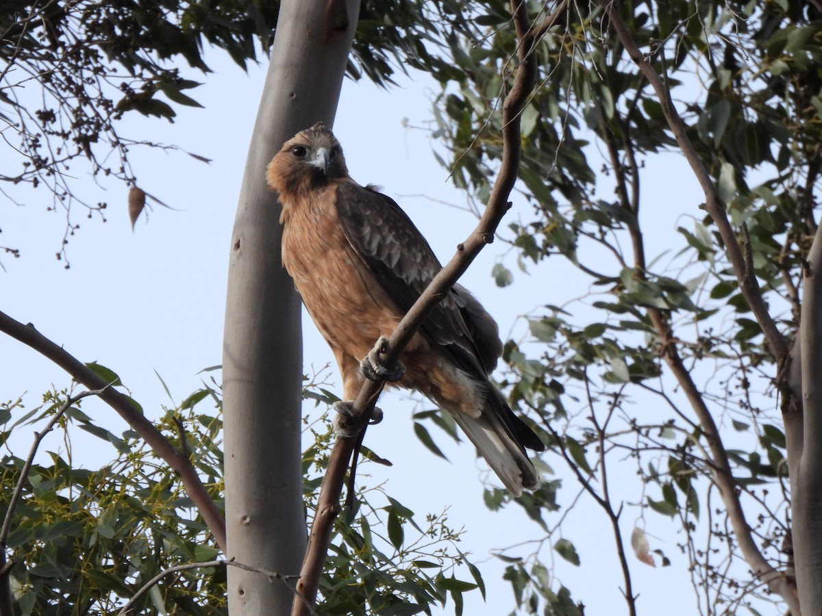 Little Eagle - ML634926161