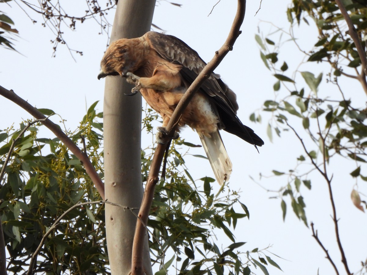 Little Eagle - ML634926188