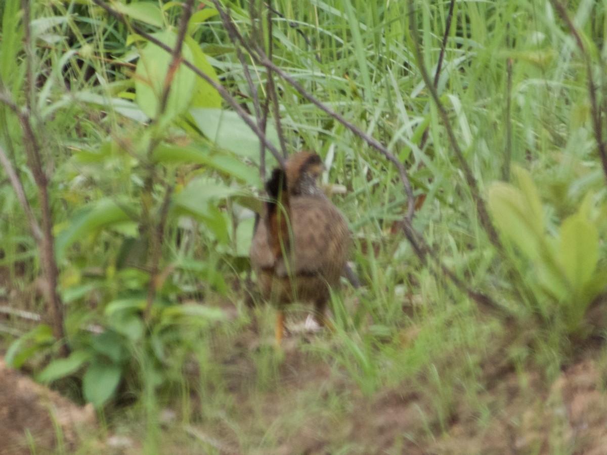 Chinese Francolin - ML634926209