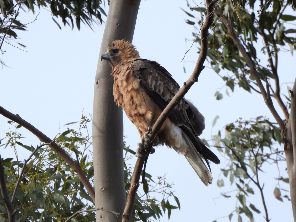Little Eagle - ML634926211