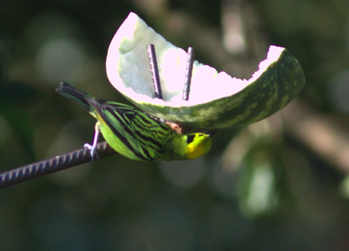 Emerald Tanager - ML634926227