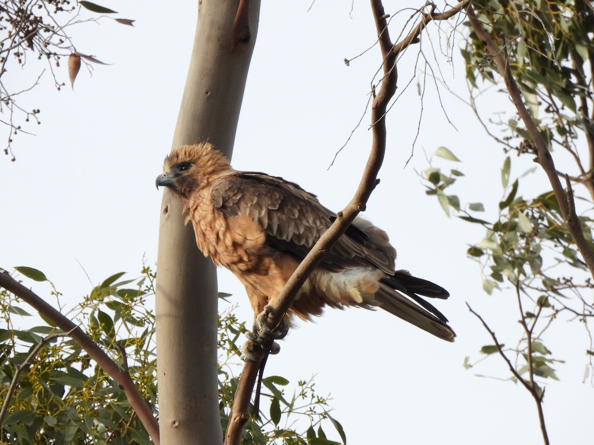 Little Eagle - ML634926235