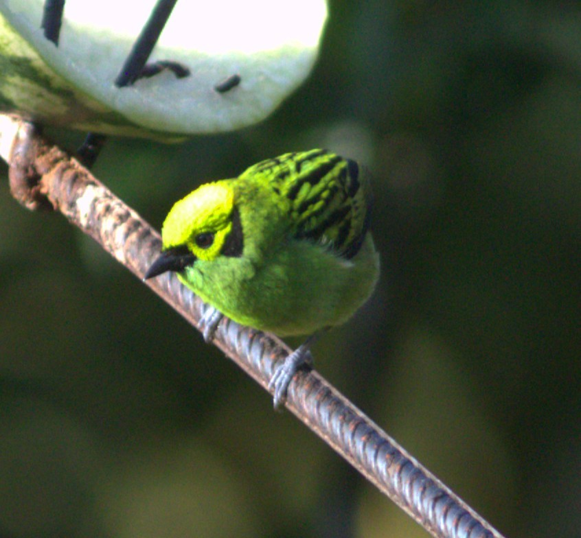 Emerald Tanager - ML634926239