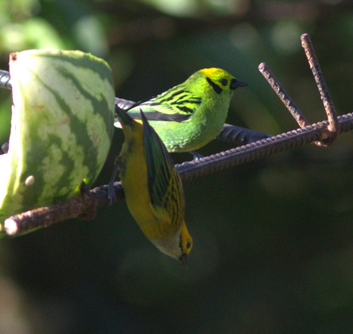 Emerald Tanager - ML634926244