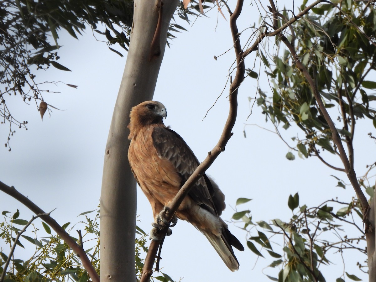 Little Eagle - ML634926255