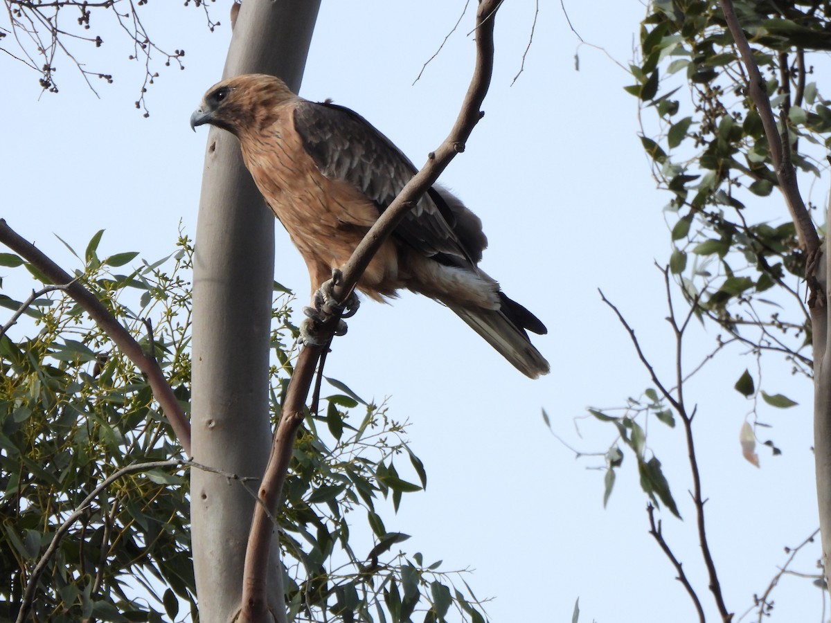 Little Eagle - ML634926286