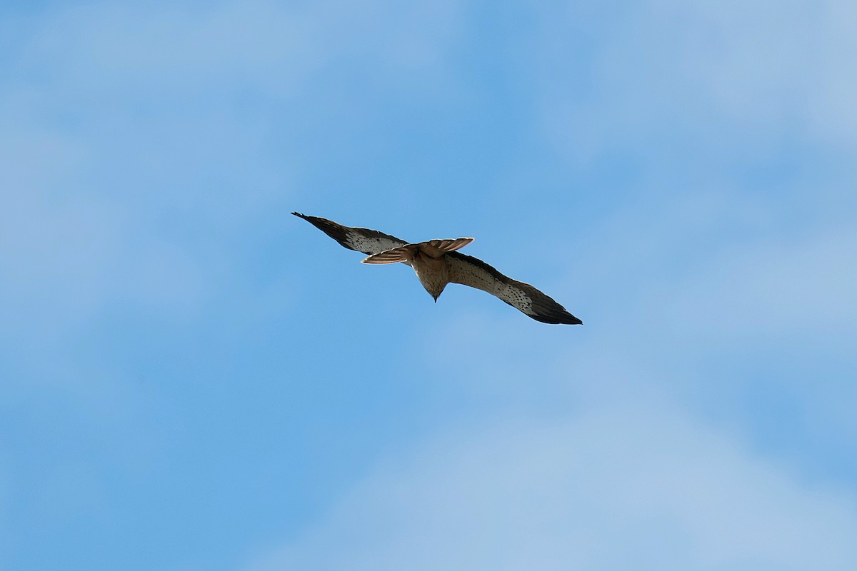 Booted Eagle - ML634926294