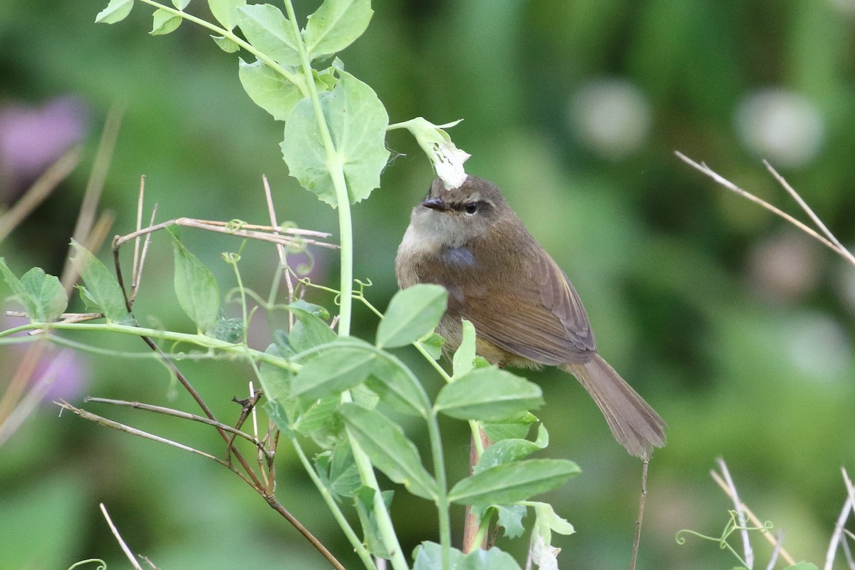 Brownish-flanked Bush Warbler - ML634926314