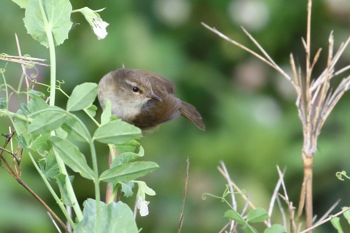 Brownish-flanked Bush Warbler - ML634926315
