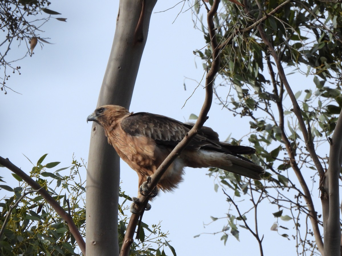 Little Eagle - ML634926320