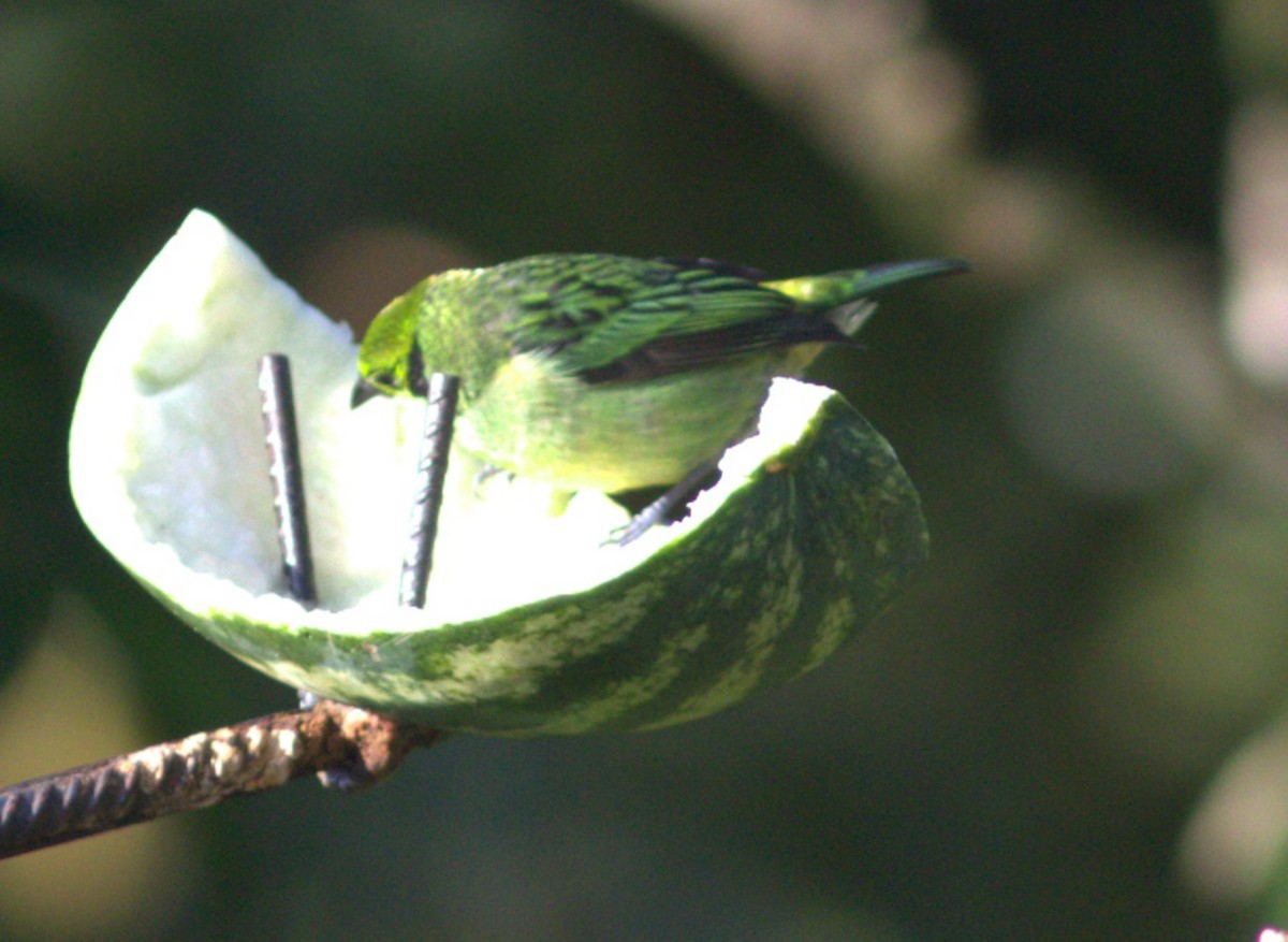 Emerald Tanager - ML634926329