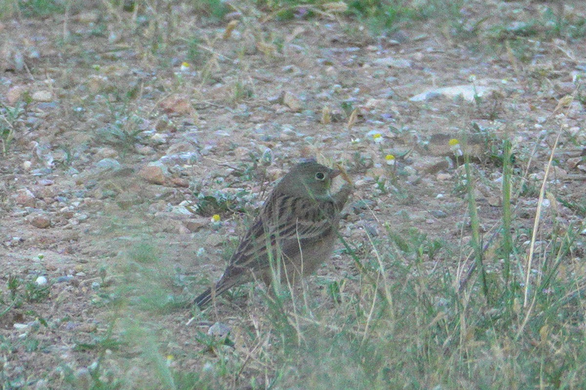 Ortolan Bunting - ML634926346