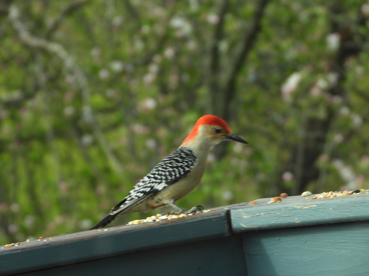 Red-bellied Woodpecker - ML634926348