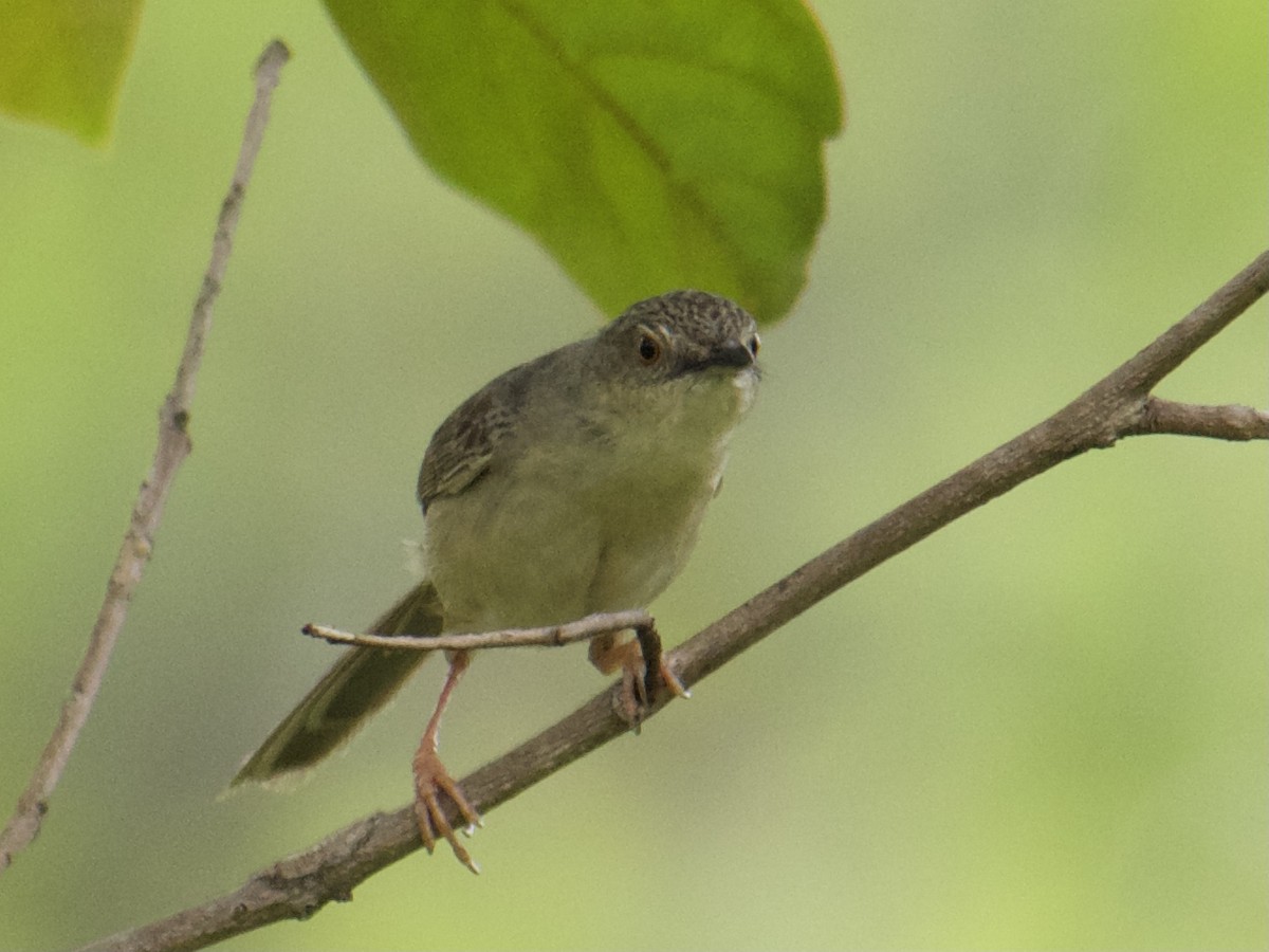 Brown Prinia - ML634926404
