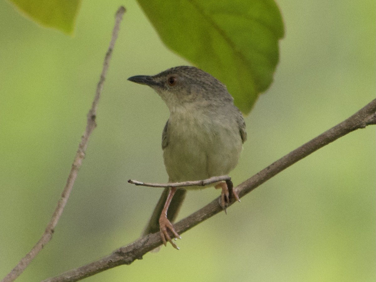 Brown Prinia - ML634926407