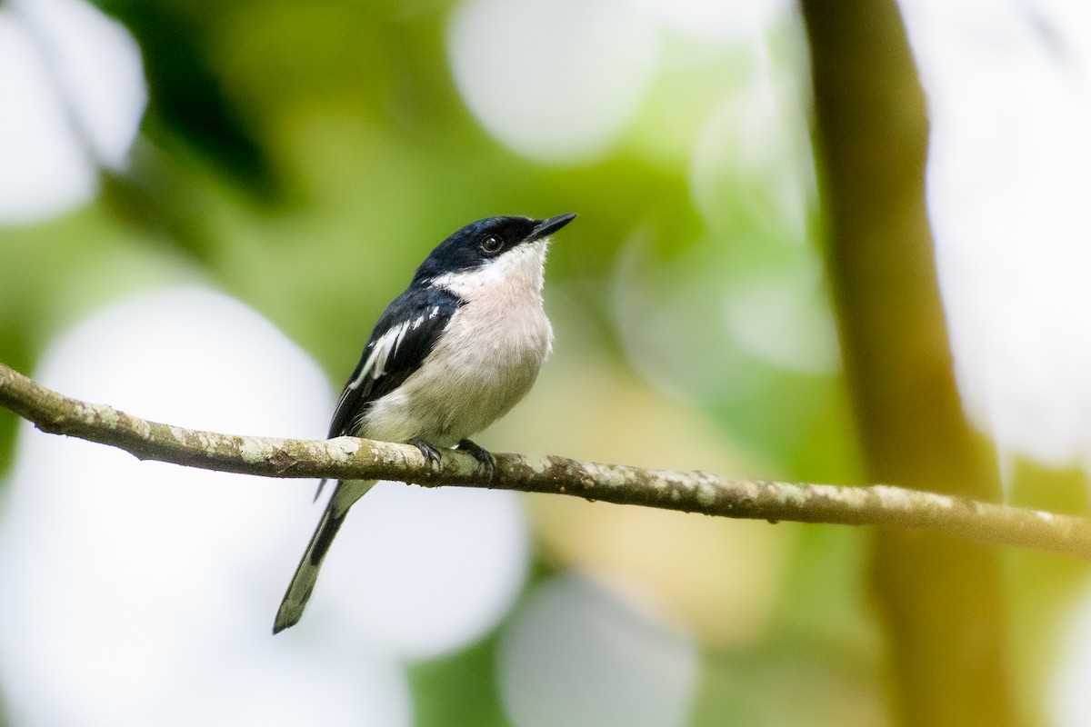 Bar-winged Flycatcher-shrike - ML634926456