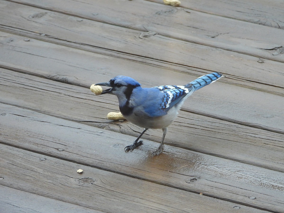 Blue Jay - ML634926614
