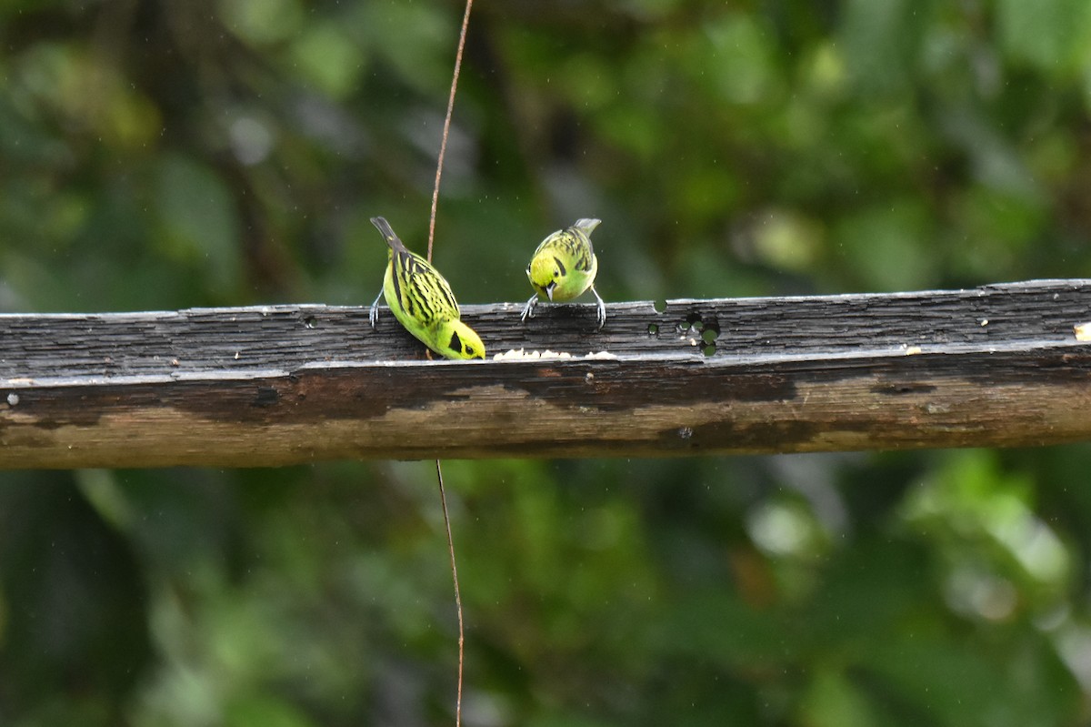 Emerald Tanager - ML634926632