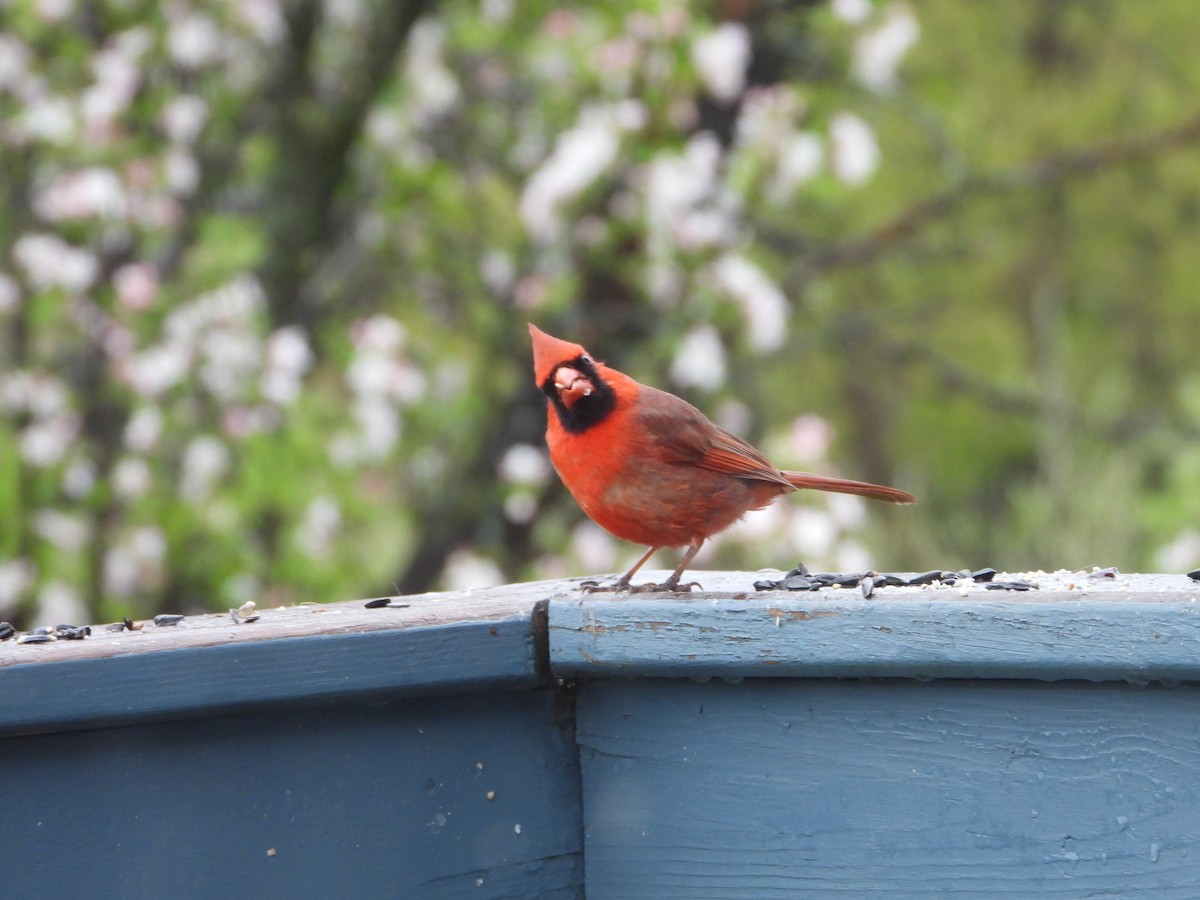 Northern Cardinal - ML634926673