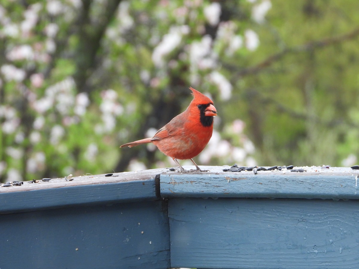 Northern Cardinal - ML634926674