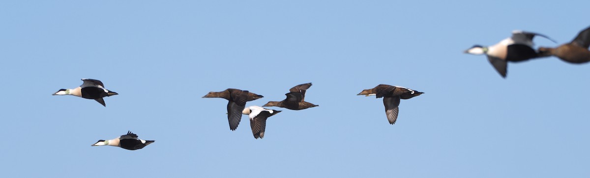 Common Eider - ML634926710