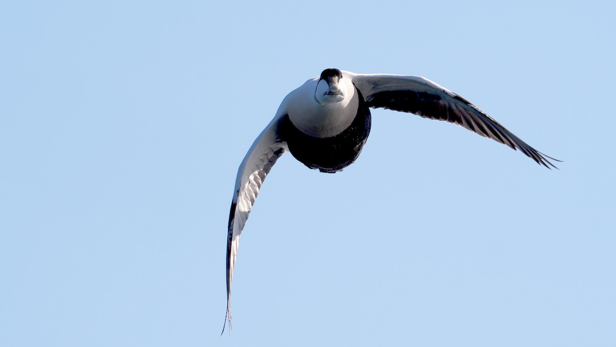 Common Eider - ML634926711