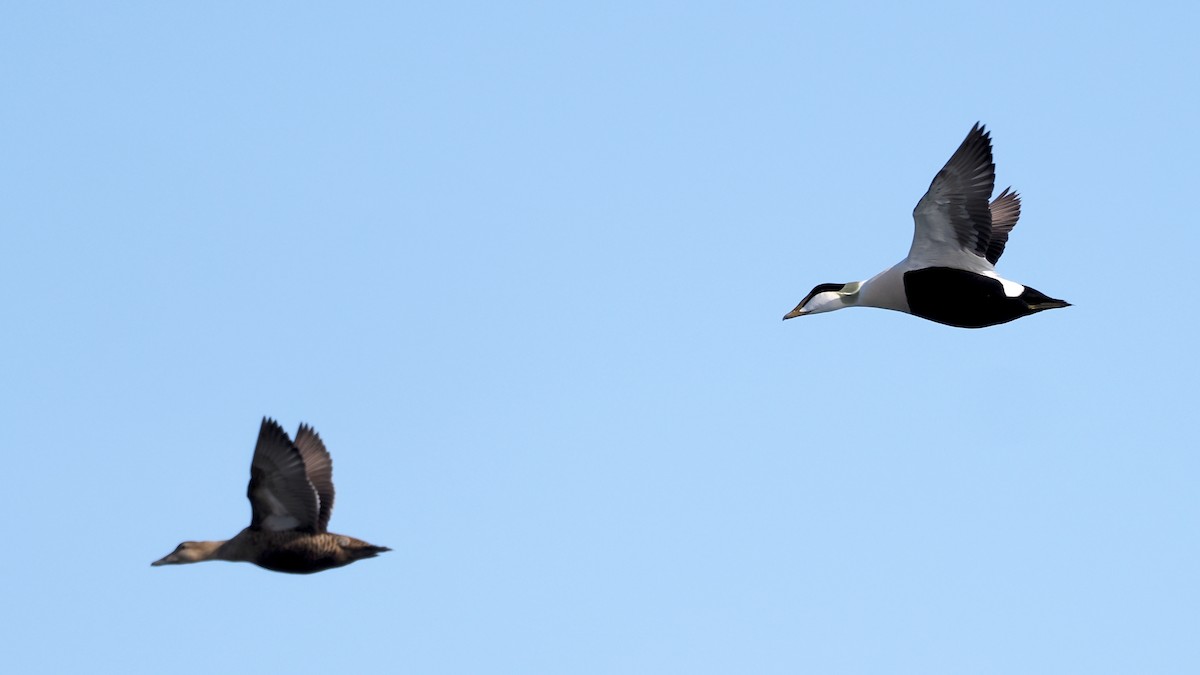 Common Eider - ML634926712