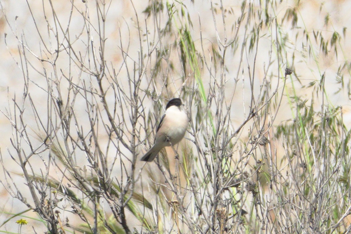 Lesser Gray Shrike - ML634926724