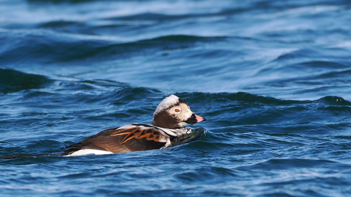 Long-tailed Duck - ML634926762