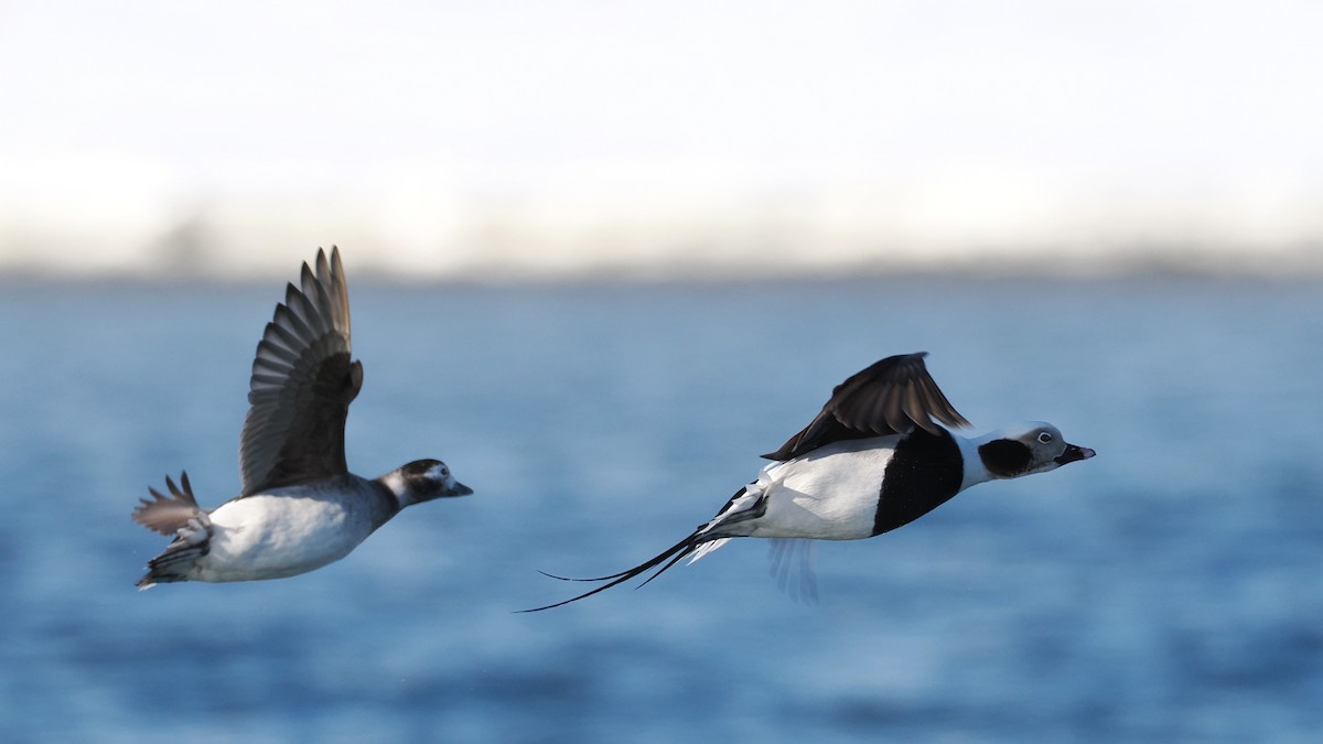 Long-tailed Duck - ML634926764