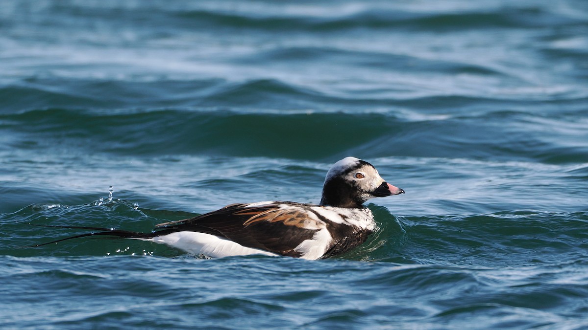 Long-tailed Duck - ML634926765
