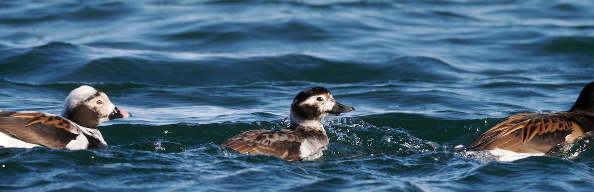 Long-tailed Duck - ML634926766