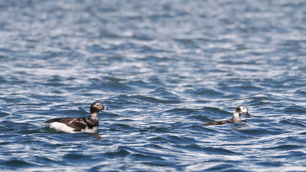 Long-tailed Duck - ML634926767