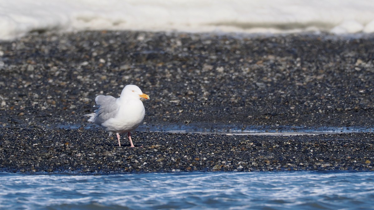 Glaucous Gull - ML634926773