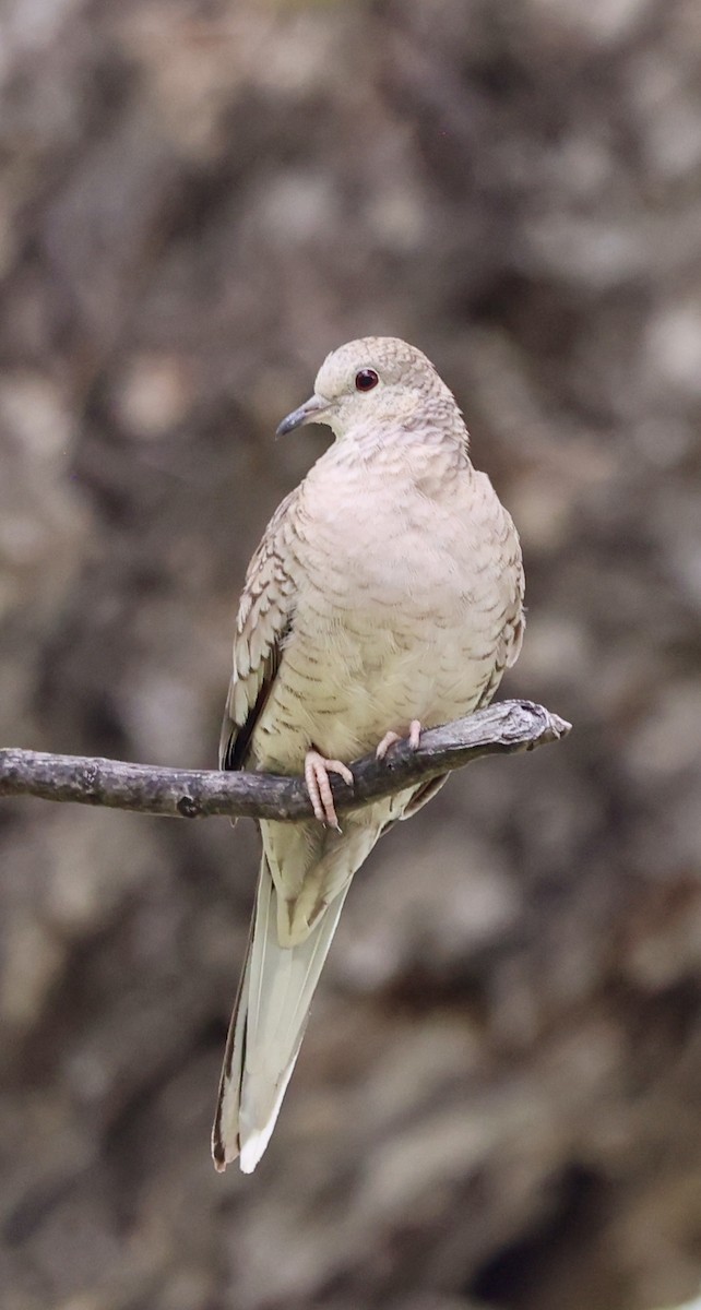 Inca Dove - ML634926775