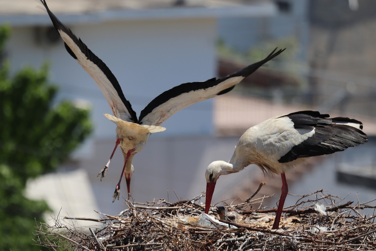 White Stork - ML634926960