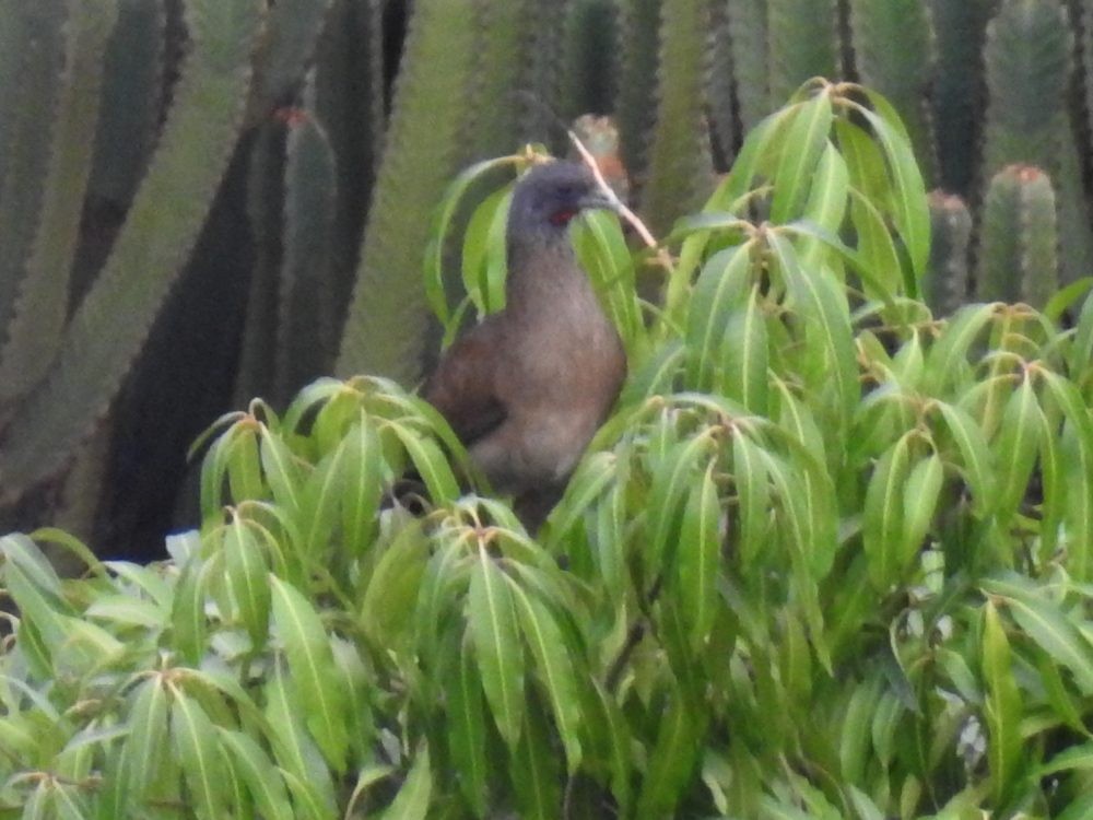 Chachalaca Culirroja - ML634926986