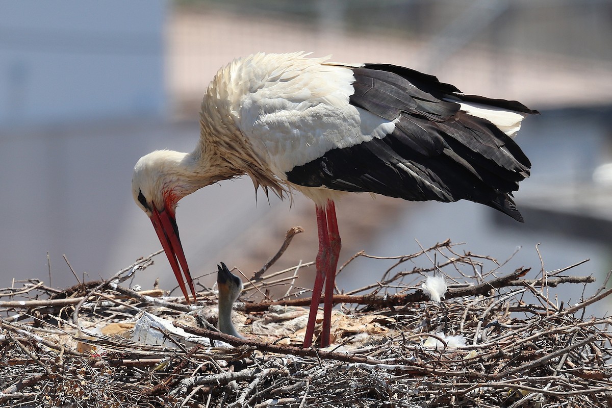 White Stork - ML634926987