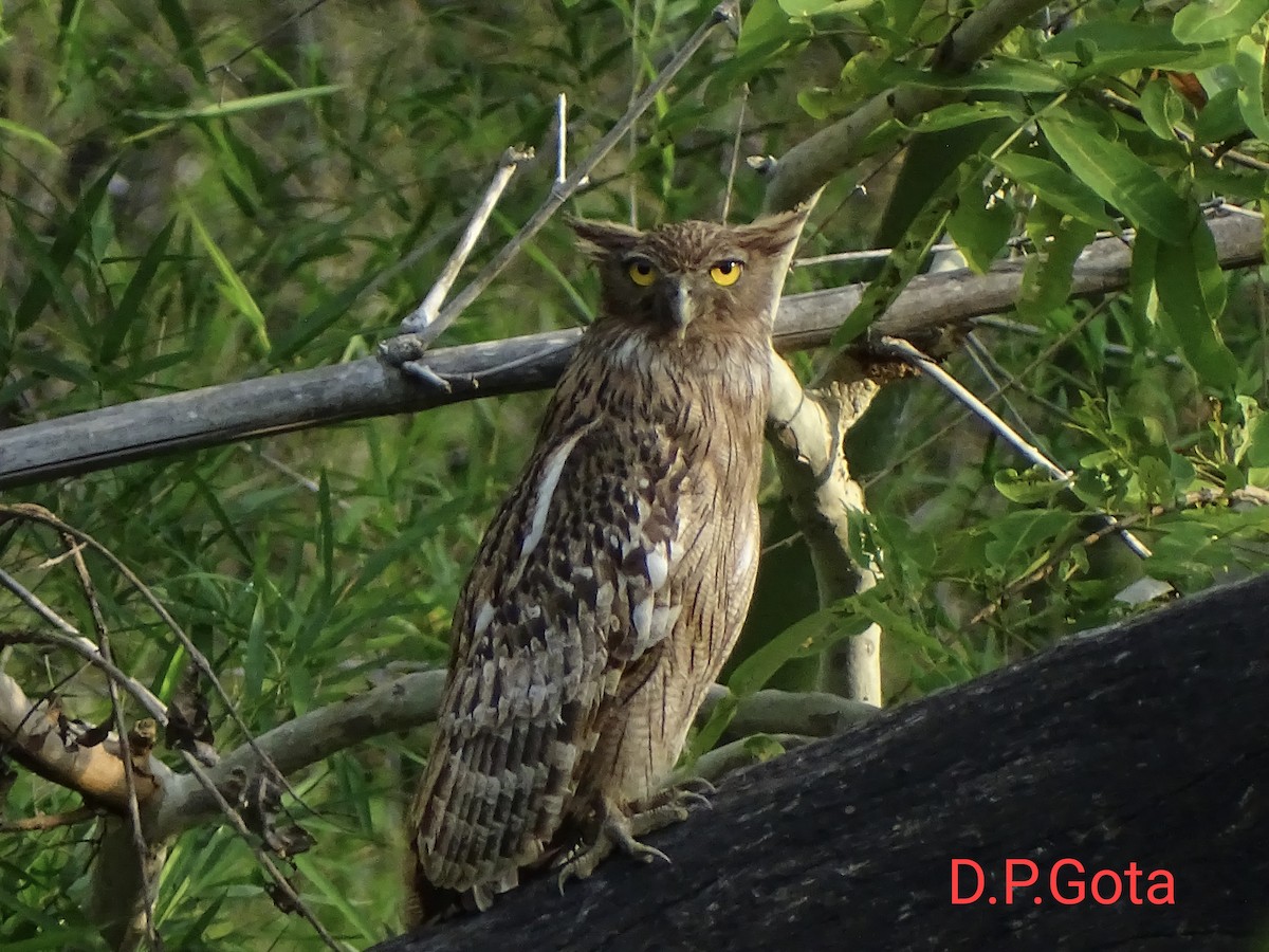 Brown Fish-Owl - ML634926991