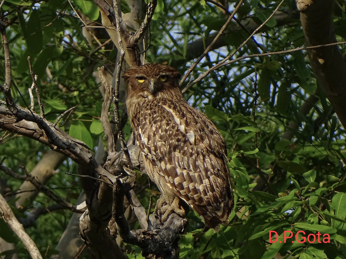 Brown Fish-Owl - ML634926992