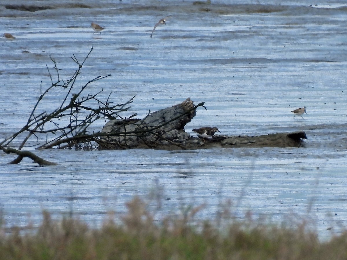 Алаг хайргач - ML634927035