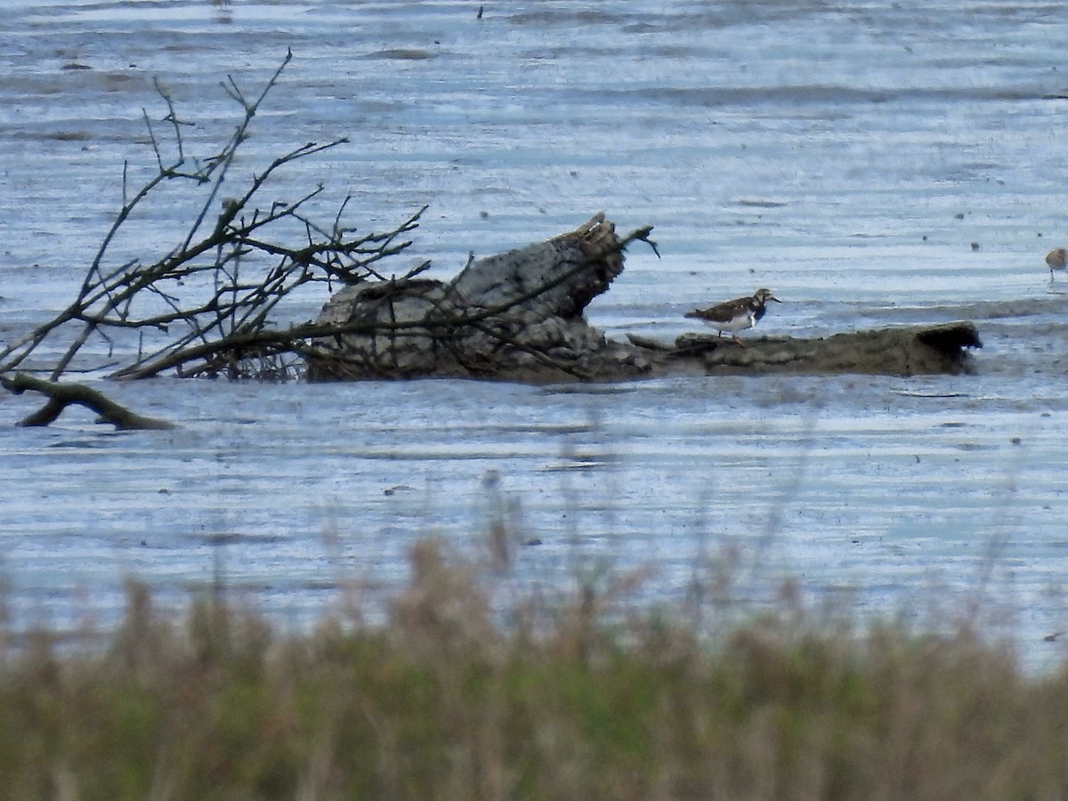 Алаг хайргач - ML634927036