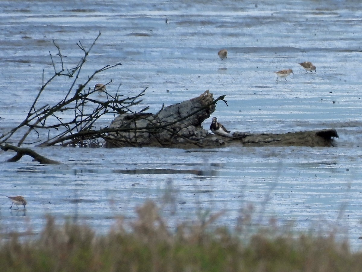 Алаг хайргач - ML634927037