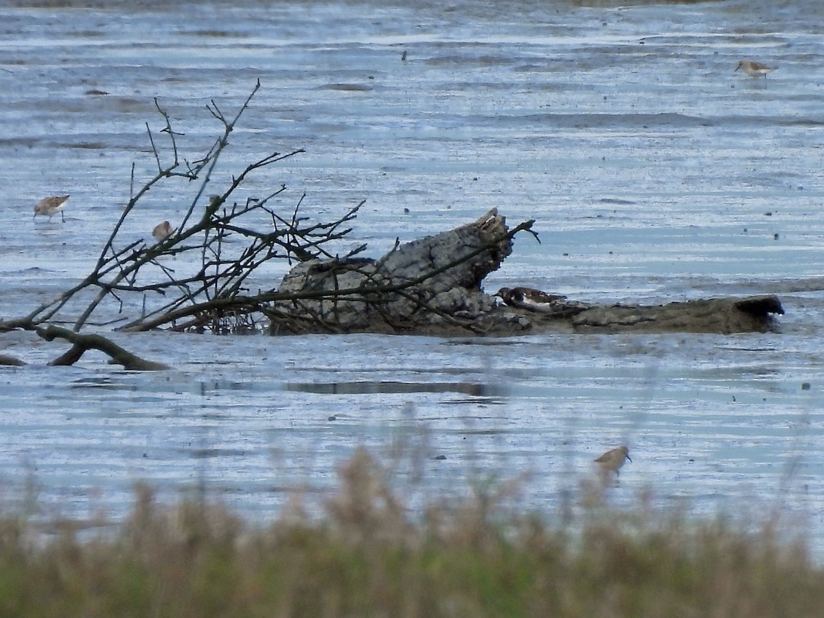 Алаг хайргач - ML634927038